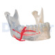 Didactic Deluxe Skull 7 Parts Bonkile